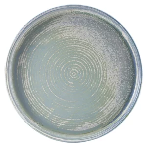 GenWare Terra Porcelain Presentation Plate Seafoam 26cm