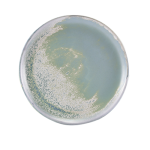 Terra Porcelain Seafoam Coupe Plate 27.5cm